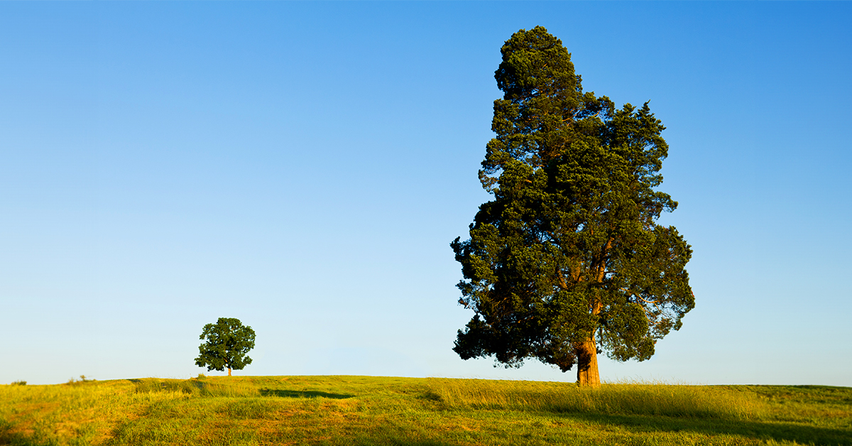 Experience the serene beauty of summer with our expansive green fields, lush trees, and clear blue skies.