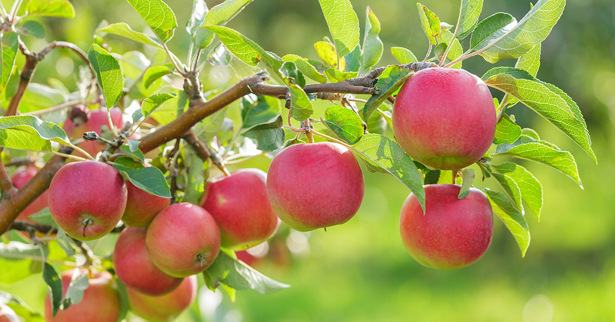 Tax-equivalent yield: an apples-to-apples way to compare taxable and tax-advantaged income