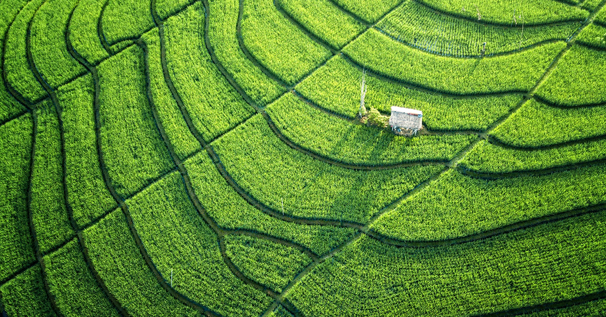 Abstract macro image of a green leaf with detailed texture, showcasing natural patterns and vibrant color tones.