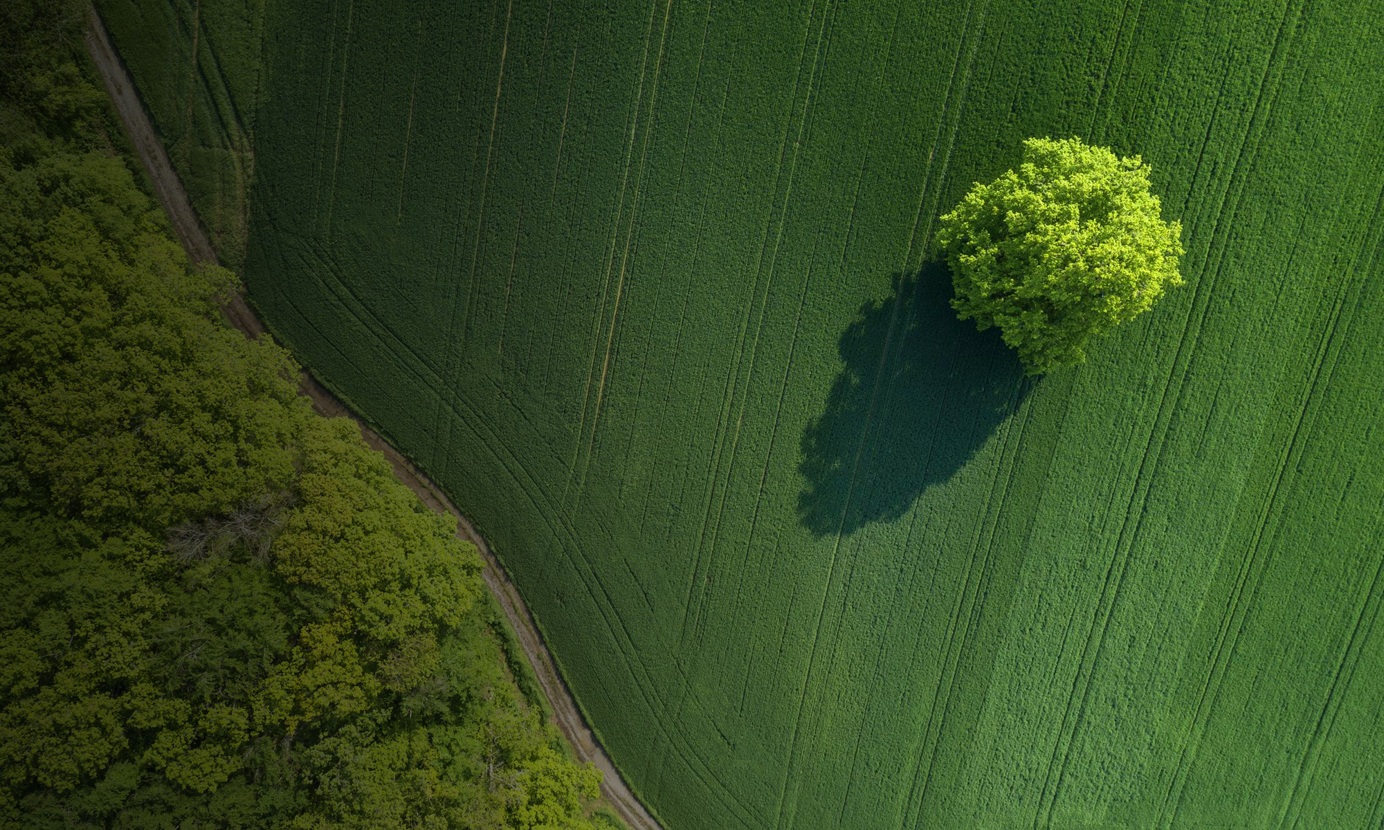 Image of a tree in a meadow, shown from above