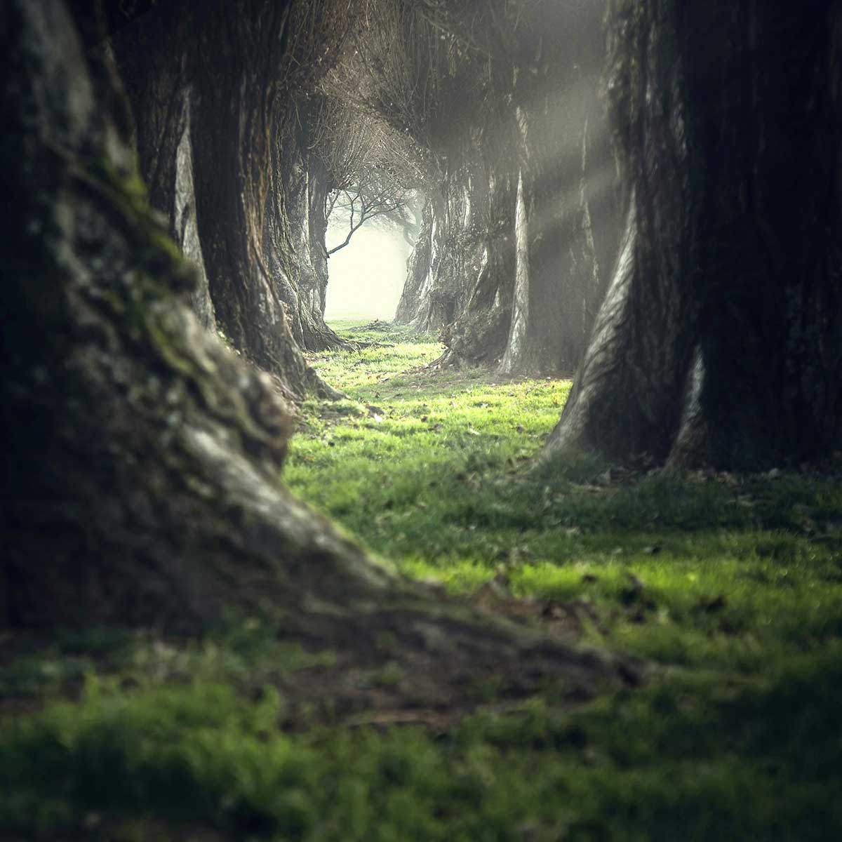 The park, a rich landscape of vibrant green grass and trees, exudes the refreshing aura of spring in a natural forest.